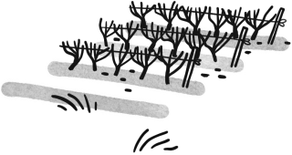 illustrazione vigneto